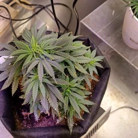 Auto Critical Orange Punch growlog timeline photo