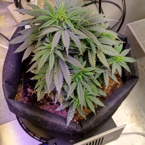 Auto Critical Orange Punch growlog timeline photo