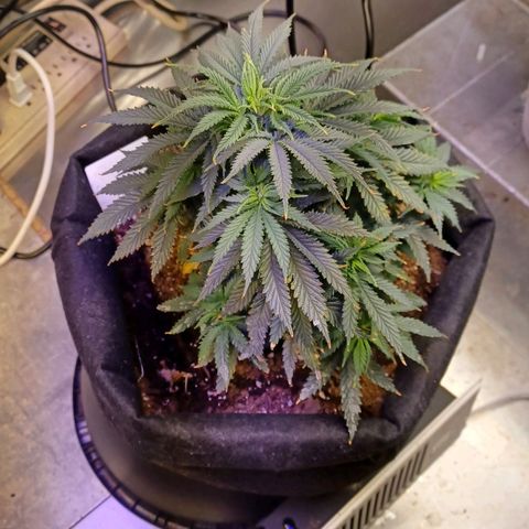 Auto Critical Orange Punch growlog timeline photo