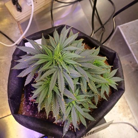 Auto Critical Orange Punch growlog timeline photo
