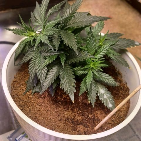 Big bud auto  growlog timeline photo