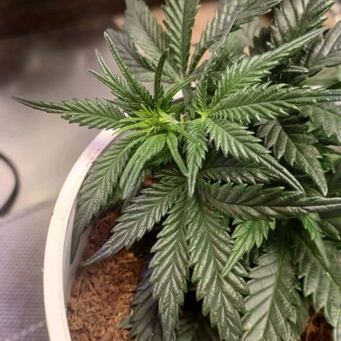 Big bud auto  growlog timeline photo