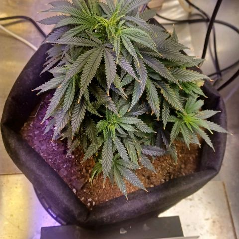 Auto Critical Orange Punch growlog timeline photo