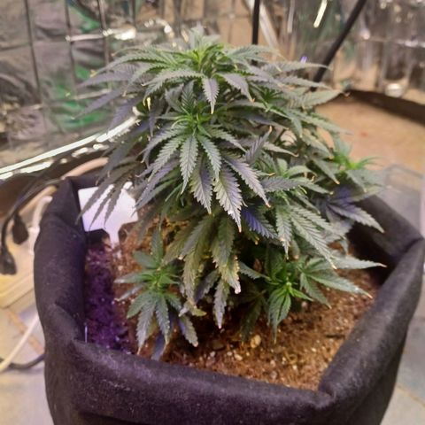 Auto Critical Orange Punch growlog timeline photo