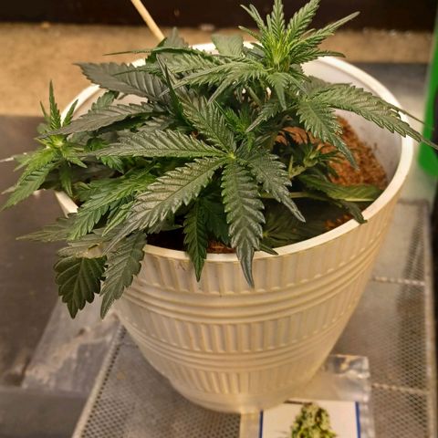 Big bud auto  growlog timeline photo