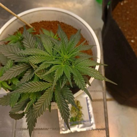 Big bud auto  growlog timeline photo