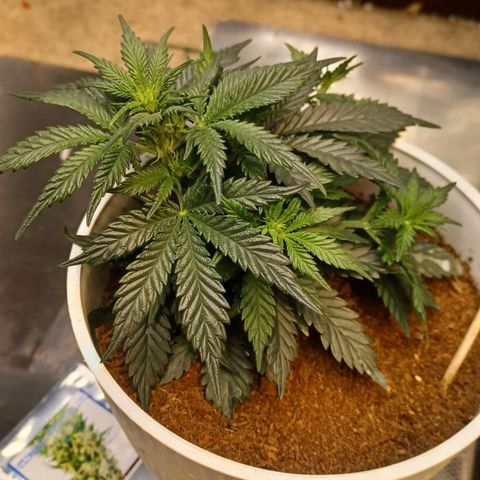 Big bud auto  growlog timeline photo