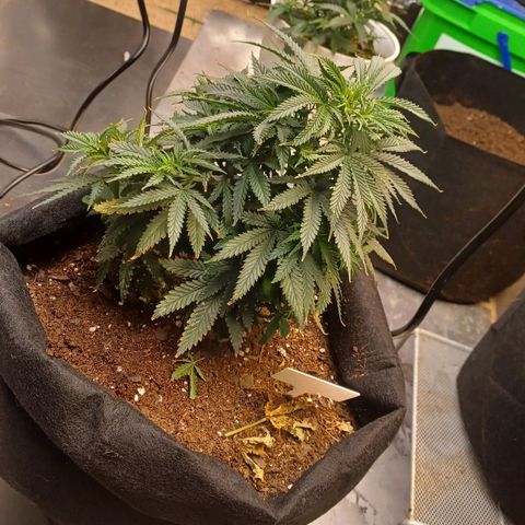 Auto Critical Orange Punch growlog timeline photo