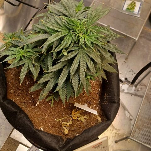 Auto Critical Orange Punch growlog timeline photo