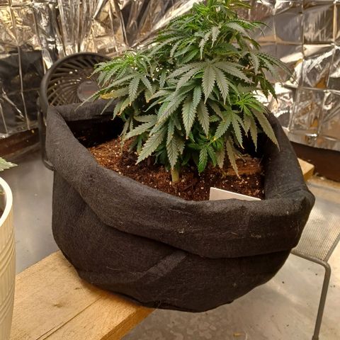 Auto Critical Orange Punch growlog timeline photo