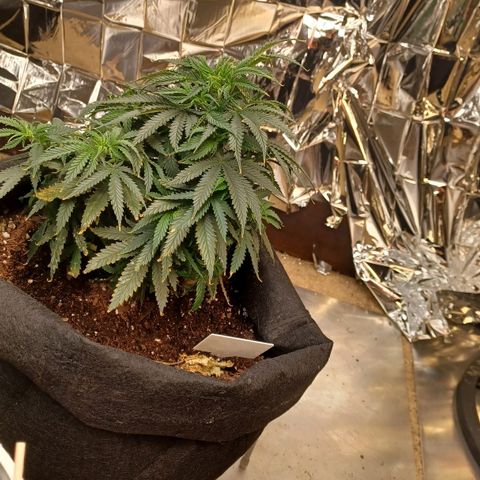 Auto Critical Orange Punch growlog timeline photo
