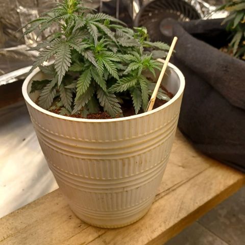 Big bud auto  growlog timeline photo