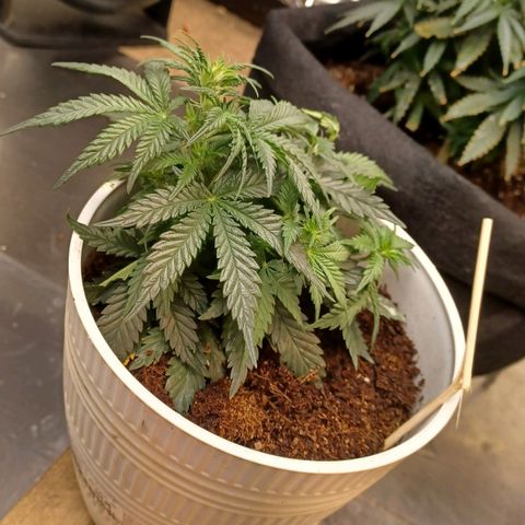 Big bud auto  growlog timeline photo