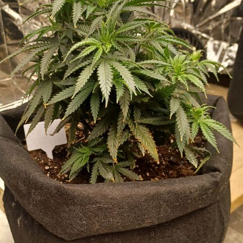 Auto Critical Orange Punch growlog timeline photo
