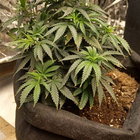 Auto Critical Orange Punch growlog timeline photo