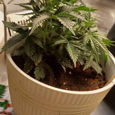 Big bud auto  growlog timeline photo