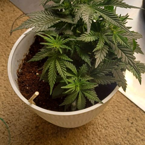 Big bud auto  growlog timeline photo