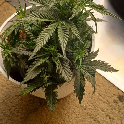 Big bud auto  growlog timeline photo