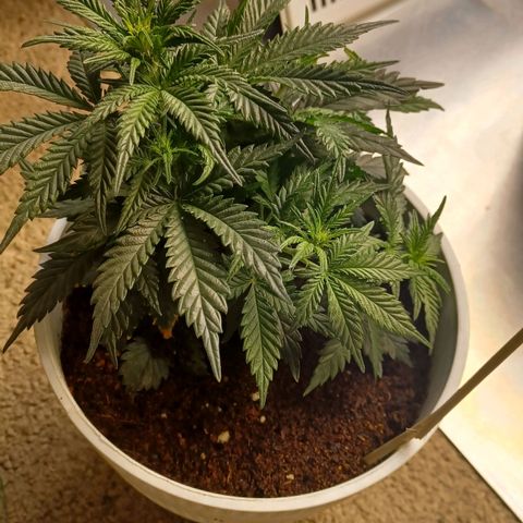 Big bud auto  growlog timeline photo