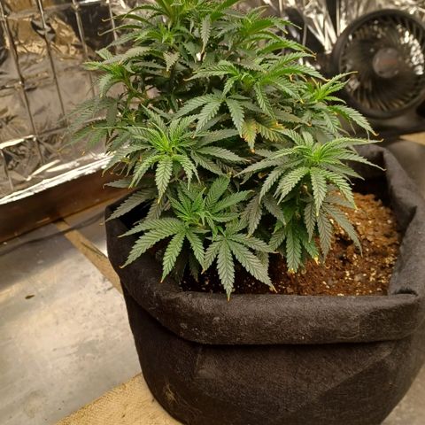 Auto Critical Orange Punch growlog timeline photo
