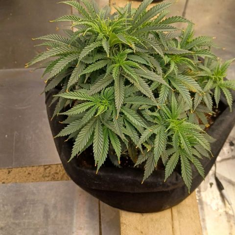 Auto Critical Orange Punch growlog timeline photo