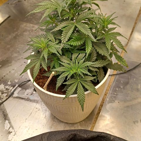 Big bud auto  growlog timeline photo