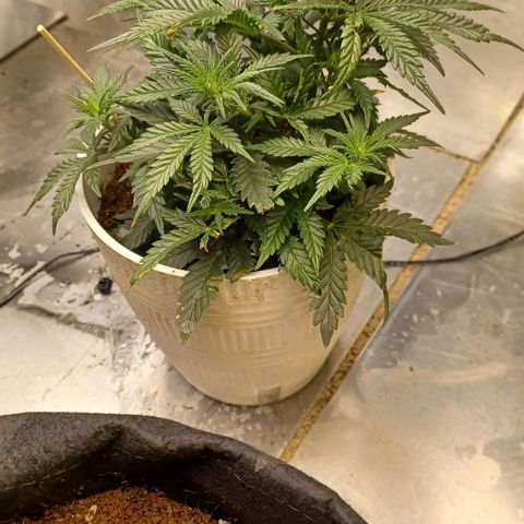 Big bud auto  growlog timeline photo