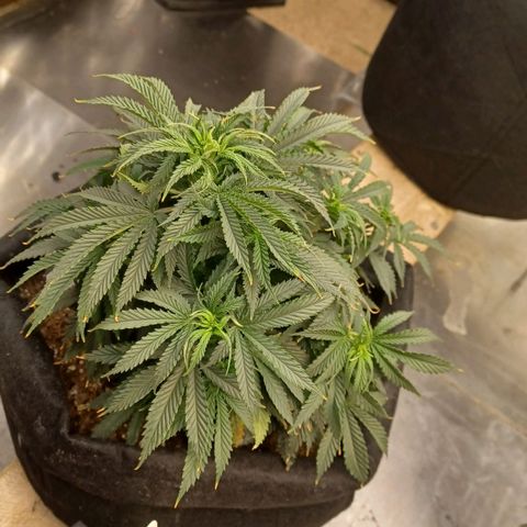 Auto Critical Orange Punch growlog timeline photo