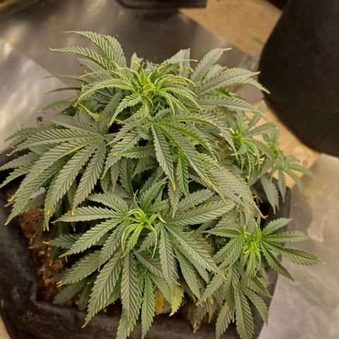Auto Critical Orange Punch growlog timeline photo