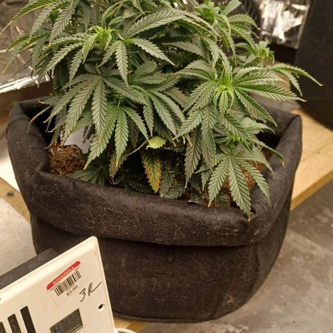 Auto Critical Orange Punch growlog timeline photo
