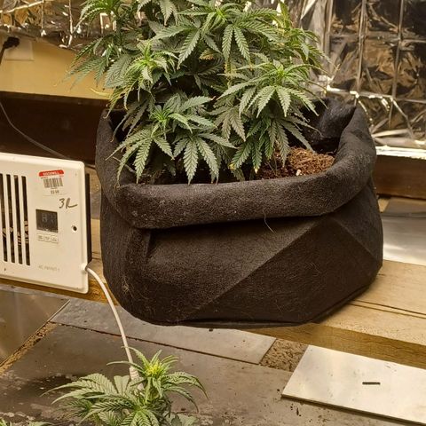 Auto Critical Orange Punch growlog timeline photo