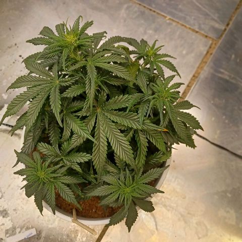 Big bud auto  growlog timeline photo