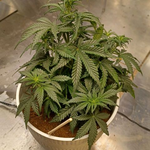 Big bud auto  growlog timeline photo