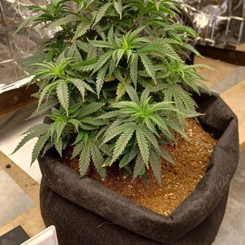 Auto Critical Orange Punch growlog timeline photo