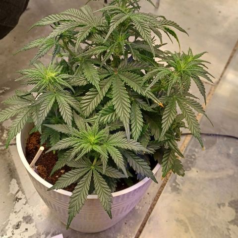 Big bud auto  growlog timeline photo