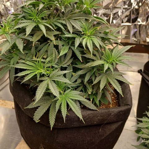 Auto Critical Orange Punch growlog timeline photo