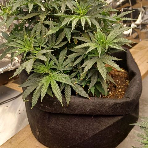 Auto Critical Orange Punch growlog timeline photo