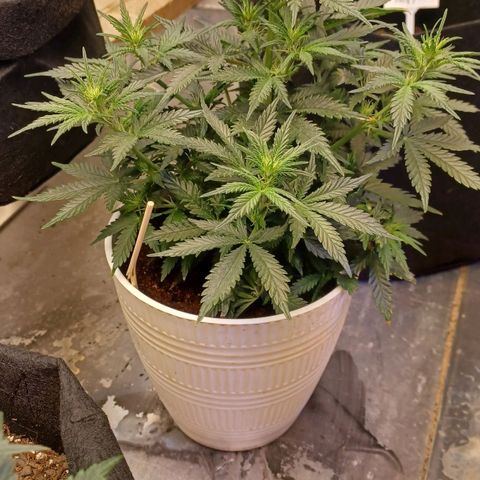 Big bud auto  growlog timeline photo