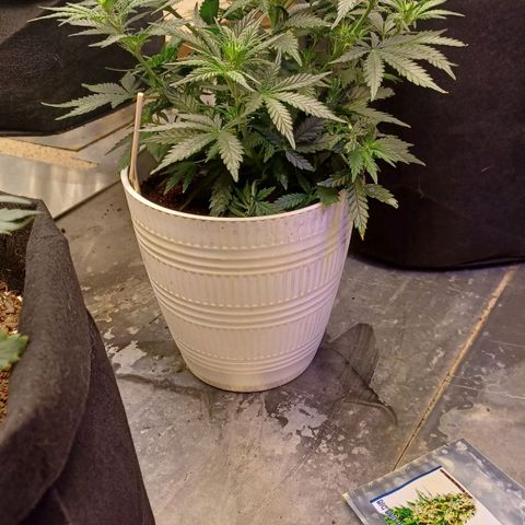 Big bud auto  growlog timeline photo