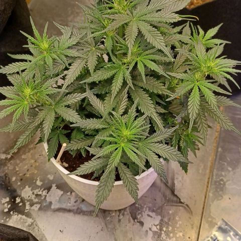 Big bud auto  growlog timeline photo