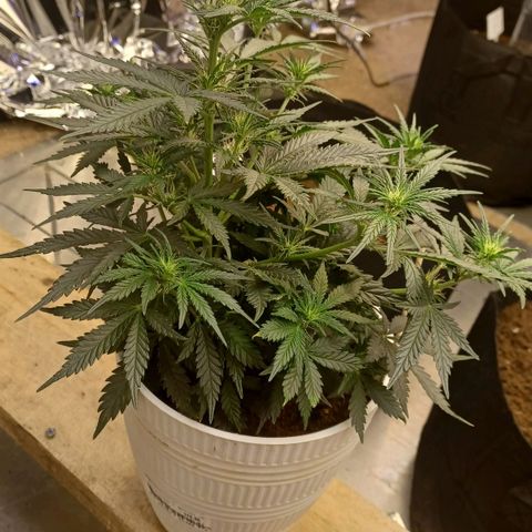 Big bud auto  growlog timeline photo