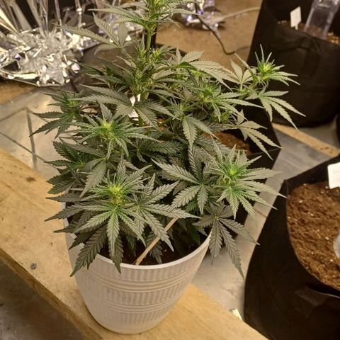 Big bud auto  growlog timeline photo