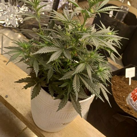 Big bud auto  growlog timeline photo