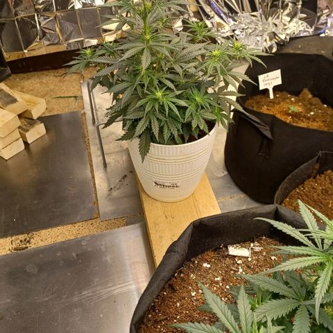 Big bud auto  growlog timeline photo