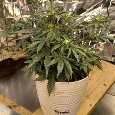 Big bud auto  growlog timeline photo