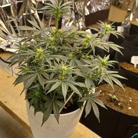 Big bud auto  growlog timeline photo