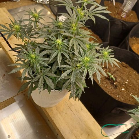 Big bud auto  growlog timeline photo