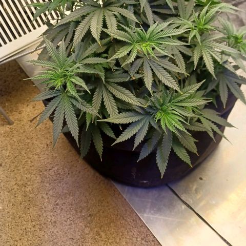 Auto Critical Orange Punch growlog timeline photo