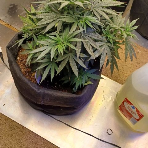 Auto Critical Orange Punch growlog timeline photo