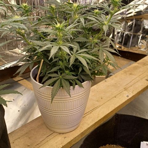 Big bud auto  growlog timeline photo